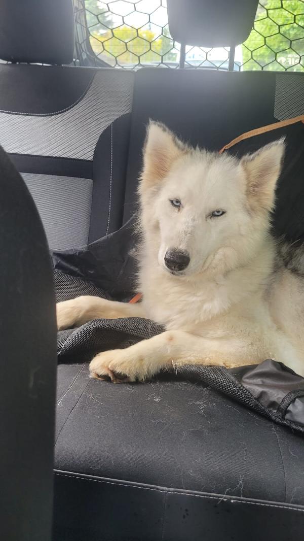 Donut, Una Dolcissima Husky